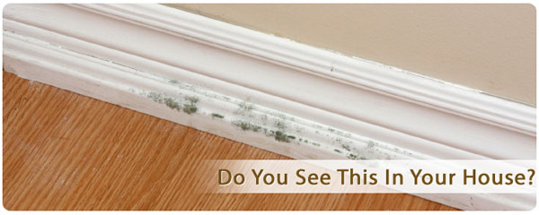 mold